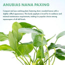 Live Jungle Plants - Anubias Nana Paxing (Anubias barteri) - Low Light Foreground to Midground Aquatic Rhizome Plant, Epiphytic Growth, Green Foliage - Pot by GreenHaven Gardens
