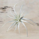 CHIVE Artificial Air Plants — Bulk Set of 5, Medium — Ultra Realistic Fake Tillandsia Bromeliad Plants — Decorative Faux Succulents for Home & Office Decor — No Care Needed! by GreenHaven Gardens