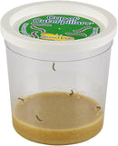 Insect Lore Cup Caterpillars - 5 Live Painted Lady Caterpillars with Food - Includes Figurines - Refill Kit for Butterfly Garden Habitat - STEM Science Activity for Kids and Classrooms by TinyTreasures Baby Boutique