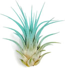 Ionantha Guatemala Tillandsia Air Plant, Guatemala Tillandsia Live Airplant, Healthy Arrival Guaranteed, Great Indoor Plant, Home Decor & Gift (Jade) by GreenHaven Gardens