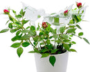 Glass Plant Watering Globes, Self Watering Globes Bird Shape, Self Watering Planter Insert, Plant Watering Devices, Automatic Plant Waterer Indoor, Watering Bulbs, 3 Pack by GreenHaven Gardens