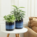 Nihow Self Watering Plant Pot: 6 Inch Ceramic Planter with Drainage Hole & Water Storage Plus for Indoor & Outdoor Plants - Cylinder Round Flower Pot for Succulent/Herbs/Violets - Black & Vivid Blue by GreenHaven Gardens