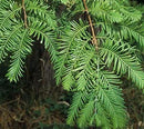 (3) - Dawn Redwood Trees - Starter Plant (LG36) (3 Live Trees) by GreenHaven Gardens