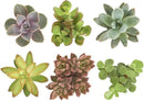 Shop Succulents Unique Succulent Plant Pack Collection - Live Mini Succulent Plants, Low Maintenance, Exceptional Colors & Textures - Wedding and Party Favors, Gift & Garden, Pack of 6 by GreenHaven Gardens