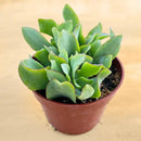 Live Succulents Ripple Jade (4-inch), Succulent Plants Fully Rooted in Pots with Soil, Easy-Care House Plant for DIY, Home Office Decor, Wedding Party Favor by GreenHaven Gardens