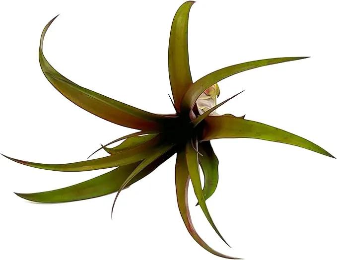 Air Plants - Tillandsia Red Capitata, Large 5-7” - 3 ct - Live Arrival Guaranteed - House Plants for Home Decor & Gift, photo 3 of 5