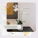 Faux White Orchid Plant, Premium Artificial Indoor Flower Display Stands 24”, Beautiful Sculptural Blooms That Lasts Forever, Grey Planter Pot Included by CozyNest Decor