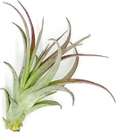 Air Plants - Tillandsia Brachycaulos Multiflora, Jumbo 5-7" - 1 ct - Live Arrival Guaranteed - House Plants for Home Decor & Gift by GreenHaven Gardens