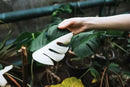 Monstera Borsigiana Soil Mix - Expertly Formulated for Strong Root Development - 2 Quart by GreenHaven Gardens