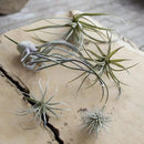 CHIVE Artificial Air Plants — Bulk Set of 5, Large — Ultra Realistic Fake Tillandsia Bromeliad Plants — Decorative Faux Succulents for Home & Office Decor — No Care Needed! by GreenHaven Gardens