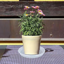 Plant Saucer 6 Pack of 4 6 8 10 12 14 16 inch, Clear Plastic Flower Plant Pot Saucer, Heavy Duty Plant Drip Trays Saucers for Indoor, Plant Water Tray for Planters (6", Clear) by GreenHaven Gardens