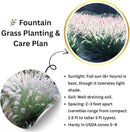 Pack 3 Fountain Grass Plants Live, 5-9 Inch Tall, Ornamental Grasses Live Plants Perennial, Well-Rooted Perennial Grass Clumps (White Fountain Grass) by GreenHaven Gardens