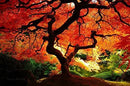 Red Dragon Weeping Japanese Maple - 3 Year Live Plant by GreenHaven Gardens