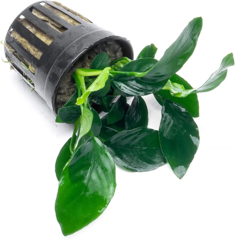 Anubias Live Aquarium Plants - Potted Freshwater Plant for Fish Tanks, Terrariums - Beginner Friendly Low Light (Barteri, 5 Pots), photo 3 of 3