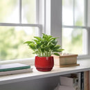G EPGardening Ceramic Pots for Plants - 4 inch Succulent Pots Indoor Outdoor, Small Planter with Drainage Hole & Tray, Modern Flower Pot, Decorative Round Planter, Living Room Decor, Home Gifts, Red by GreenHaven Gardens