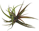 Air Plants - Tillandsia Brachycaulos Abdita, Large 4-6" - 2 ct - Live Arrival Guaranteed - House Plants for Home Decor & Gift