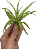 Air Plants - Tillandsia Capitata (Peach), Large 5-7” - 1 ct - Live Arrival Guaranteed - House Plants for Home Decor & Gift by GreenHaven Gardens