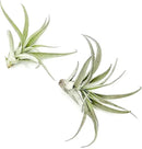 Air Plants - Flowering Tillandsia Harrisii, Large 3-5" - 2ct - Live Arrival Guaranteed - House Plants for Home Decor & Gift by GreenHaven Gardens