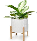 LaDoVita Ceramic Plant Pot with Stand, 10 Inch Planter with Wood Shelf, Modern Round Flower Pots Indoor with Wood Planter Holder, White Water Ripple Pattern by GreenHaven Gardens