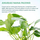Live Plants – Anubias Nana Paxing (Anubias barteri VAR. Nana 'Paxing') – Low to Moderate Light, Deep Green Color Small Rounded Leaves, Foreground to Midground - Pot - 3 Pack by GreenHaven Gardens