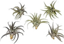 Air Plants - Flowering Tillandsia Harrisii, Large 3-5" - 5ct - Live Arrival Guaranteed - House Plants for Home Decor & Gift by GreenHaven Gardens