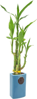 Arcadia Garden Products 5-Stem Lucky Bamboo, Live Indoor Plant in Contour II Ceramic Planter for Home, Work, or Gift, Blue ***Cannot Ship to Hawaii*** by GreenHaven Gardens