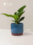 LE TAUCI Ceramic Plant Pots with Drainage Holes, Set of 3, 8+6.7+5.5 Inch Stripe Garden Planter Pots for Outdoor Indoor Plants Flower, Round Succulent Orchid Flower Pot Small to Large Size, Blue by GreenHaven Gardens
