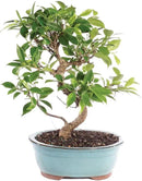Brussel's Bonsai Live Golden Gate Ficus Indoor Bonsai Tree - Medium, 7 Years Old, 8 to 16 Inches Tall - Live Bonsai Tree in Ceramic Bonsai Pot by GreenHaven Gardens