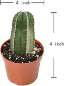 Live Succulents Mexican Fence Post Cactus (4-inch), Succulent Plants Fully Rooted in Pots with Soil, Easy-Care House Plant for DIY, Home Office Decor, Wedding Party Favor by GreenHaven Gardens