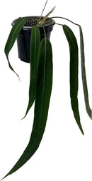 LEAL PLANTS ECUADOR Anthurium Pallidiflorum Live Plants| Green Live House Plant for Indoors|Rare and Exotic Indoor Plants for Living Room|Anthuriums Live Plants |Pallidiflorum Live Heart Plant by GreenHaven Gardens