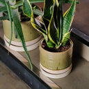 6 + 8 Inch Plant Pots, Ceramic Planter Pot with Drainage Hole & Saucer, Indoor/Outdoor Cylinder Round Planter Pot, Green by CozyNest Decor