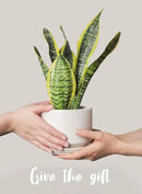 LE TAUCI Plant Pots Indoor, 4.3+5.3+6.8 Inch, Set of 3, Ceramic Planters with Drainage Hole and Saucer, Modern Indoor Flower Pot with Hole Mesh Pad, Gifts for Mom, Classic White by GreenHaven Gardens