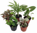 Hirt's Terrarium Kit with 5 Terrarium Plants and 5 Ferns by GreenHaven Gardens