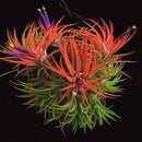 Tillandsia Plants, Red Tillandsia Air Plants Live, Combo 15 Succulents Plant Live, House Plant Indoor Outdoor, 2 Inc Tall by GreenHaven Gardens