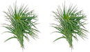 Air Plants - Flowering Tillandsia Pink Paske Large 5" - 2ct - Live Arrival Guaranteed - House Plants for Home Decor & Gift by GreenHaven Gardens