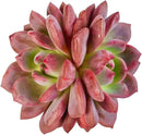 FWPP Live Succulent Echeveria Ariel,3.5 Inches Mini Red Succulents Plants Live,Bare Root Without Pot Soil,Rare House Plants for Gift Party Wedding Garden Baby Shower DIY Decor by GreenHaven Gardens