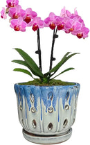 Ceramic Orchid Pot with Drainage Hole 6'' Orchid Planter (Blue Cover White) by GreenHaven Gardens