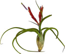 Air Plants - Flowering Tillandsia Caput Medusae, Large 5-7" - 5ct - Live Arrival Guaranteed - House Plants for Home Decor & Gift by GreenHaven Gardens