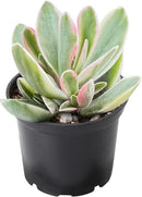 2" Rare Succulent Variegated Money Maker Plant, Live Succulents Plants Fully Rooted in Grower Pots, Unique Gift for Wedding Favor, Party Favor by GreenHaven Gardens