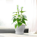 6 inch Plastic Nursery Pots, Seedling Pots, 16 Pack Plant Pots for Small Indoor Outdoor Plants, Flower Pots with Drainage Holes and Saucers, Decorative Planters for House Plants, White by GreenHaven Gardens