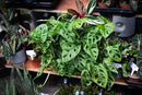 Organic Potting Soil for Tomato Plants - 1 Quart - Hand-Mixed with Natural Ingredients for Optimal Growth and Nutrient Retention by GreenHaven Gardens