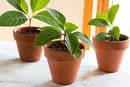 Organic Plant Propagation Premium Potting Mix - Achieve Ideal Air and Moisture Balance - 5 Quart