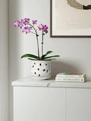LE TAUCI Ceramic Orchid Pot, 6.5 Inch Orchid Pots with Holes, Orchid Planter for Repotting, Indoor Flower Plant Pot with Drainage and Saucer, Arctic White by GreenHaven Gardens