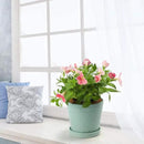 Plant Pots Indoor –5 in Ceramic Flower Pot with Drainage Hole and Ceramic Tray - Gardening Home Desktop Office Windowsill Decoration Gift, Set of 4 - Plants Not Included(Mint Green) by GreenHaven Gardens