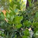 Mediterranean Bay Leaf, Bay Laurel Live Plant. Saratoga Variety - Laurus Nobilis. Live Plant. Fragrant, Fresh, Edible. Best for Pot Planting and Indoor. Mild Flavor. (2 Saratoga Plants in Sac) by GreenHaven Gardens