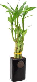 Arcadia Garden Products 5-Stem Lucky Bamboo, Live Indoor Plant in Contour II Ceramic Planter for Home, Work, or Gift, Black ***Cannot Ship to Hawaii*** by GreenHaven Gardens