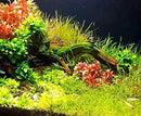 Alternanthera Reineckii Rosanervig Red Tissue Culture Cup Freshwater Live Aquarium Plants Decoration BUY2GET1FREE by GreenHaven Gardens