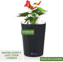 Dexceder 6x7 Self Watering Planter Indoor Outdoor, High Gloss Table Flower Plant Pot with Water Level Indicator (Black) by CozyNest Decor