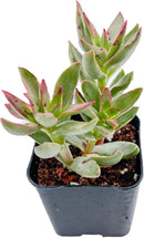 Live Succulent Crassula rubricaulis 'Candy Cane', Approx 2-inch Large, Potted Succulents, Fully Rooted, Easy Care House Plants by GreenHaven Gardens