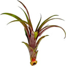 Air Plants - Tillandsia Red Capitata, Large 5-7” - 1ct - Live Arrival Guaranteed - House Plants for Home Decor & Gift by GreenHaven Gardens